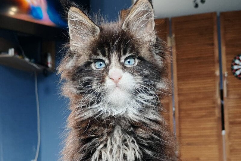 Pandora Maine Coon polydactyl female, black tabby with white