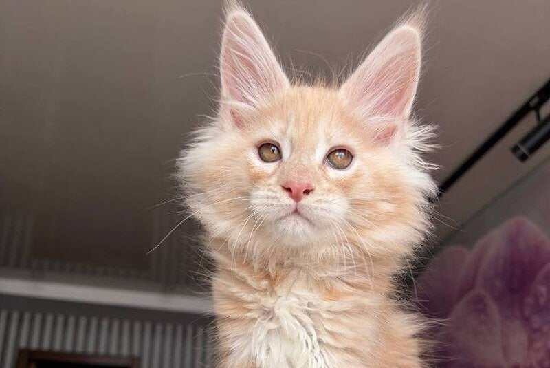 Wisdom Maine Coon male, cream silver tabby