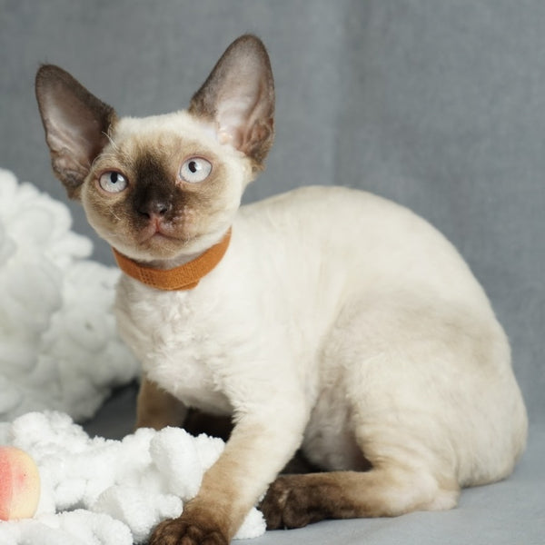 Oreo Devon Rex male, black pointed