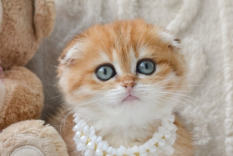 Iris Scottish Fold female, black golden spotted tabby