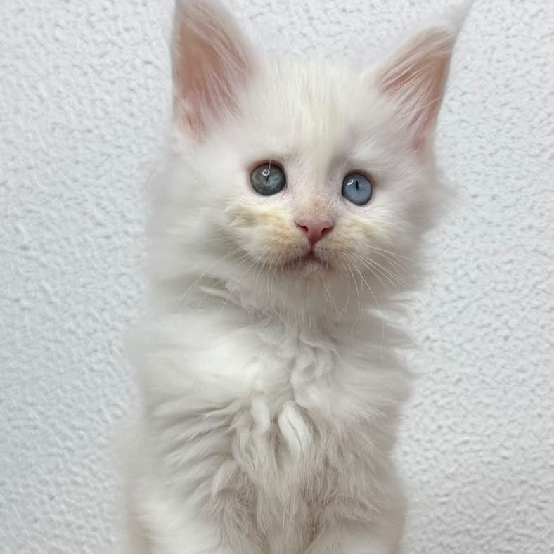 Bella Maine Coon female, white