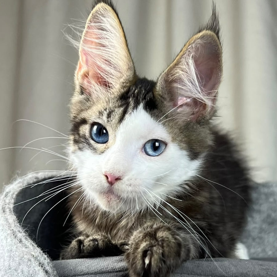 Penelope Maine Coon female, black tabby with white