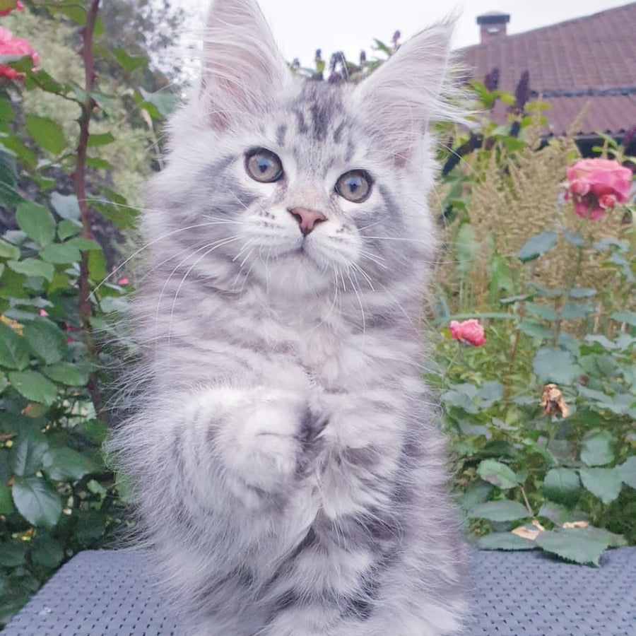 Irbis Maine Coon male, black silver tabby