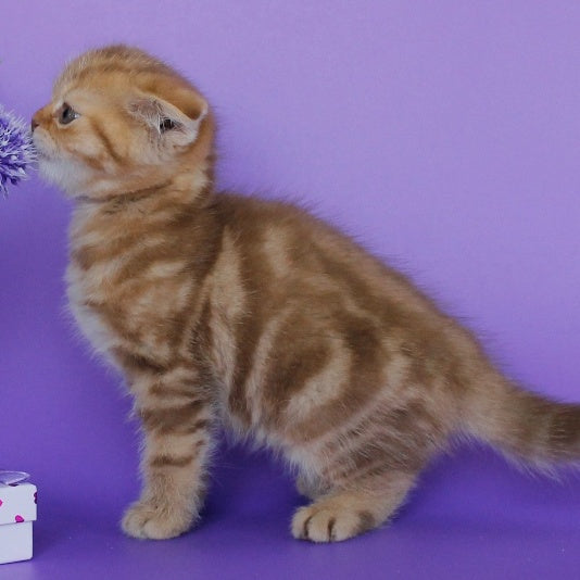 Uman Scottish Fold male, cinnamon tabby