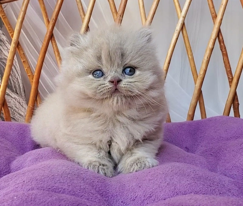 Winona British Longhair female, blue golden ticked tabby