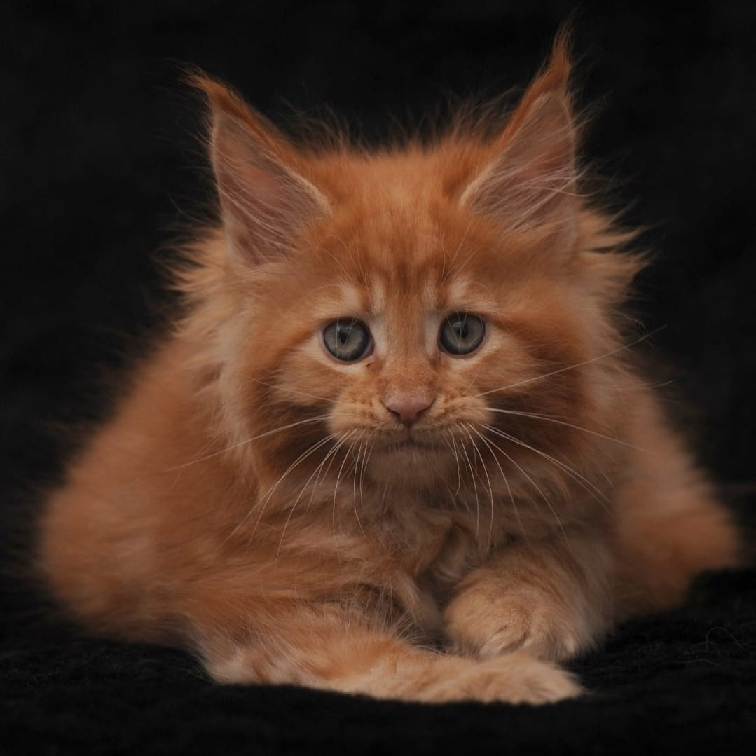 Sally Maine Coon female, red