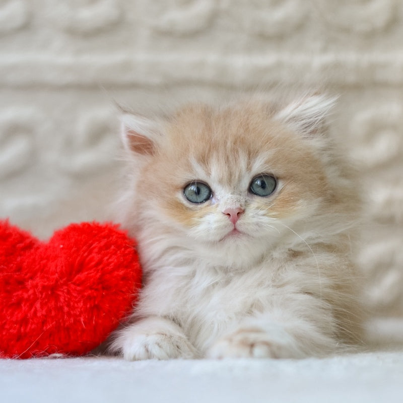 Elio British Longhair male, blue golden shaded