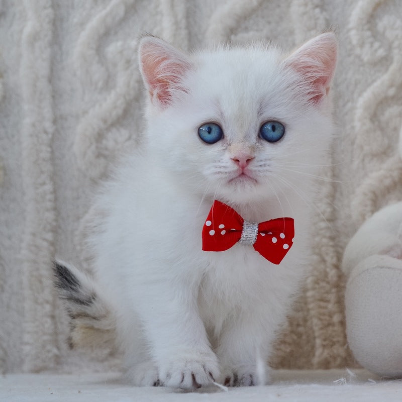 Hank British Shorthair male, black golden shaded pointed