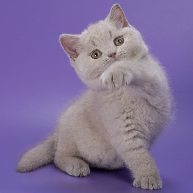 Nimbus British Shorthair male, lilac