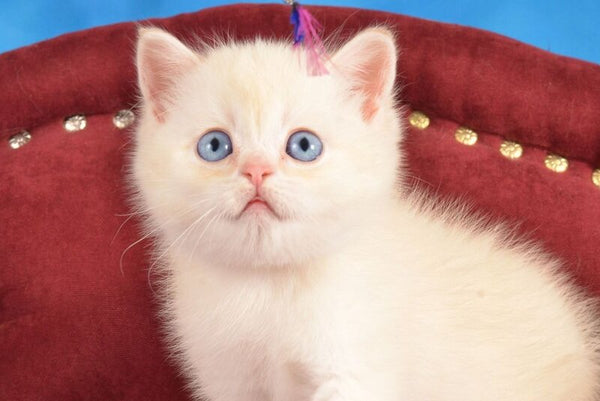 Ekler Scottish Straight male red golden shaded pointed live animals