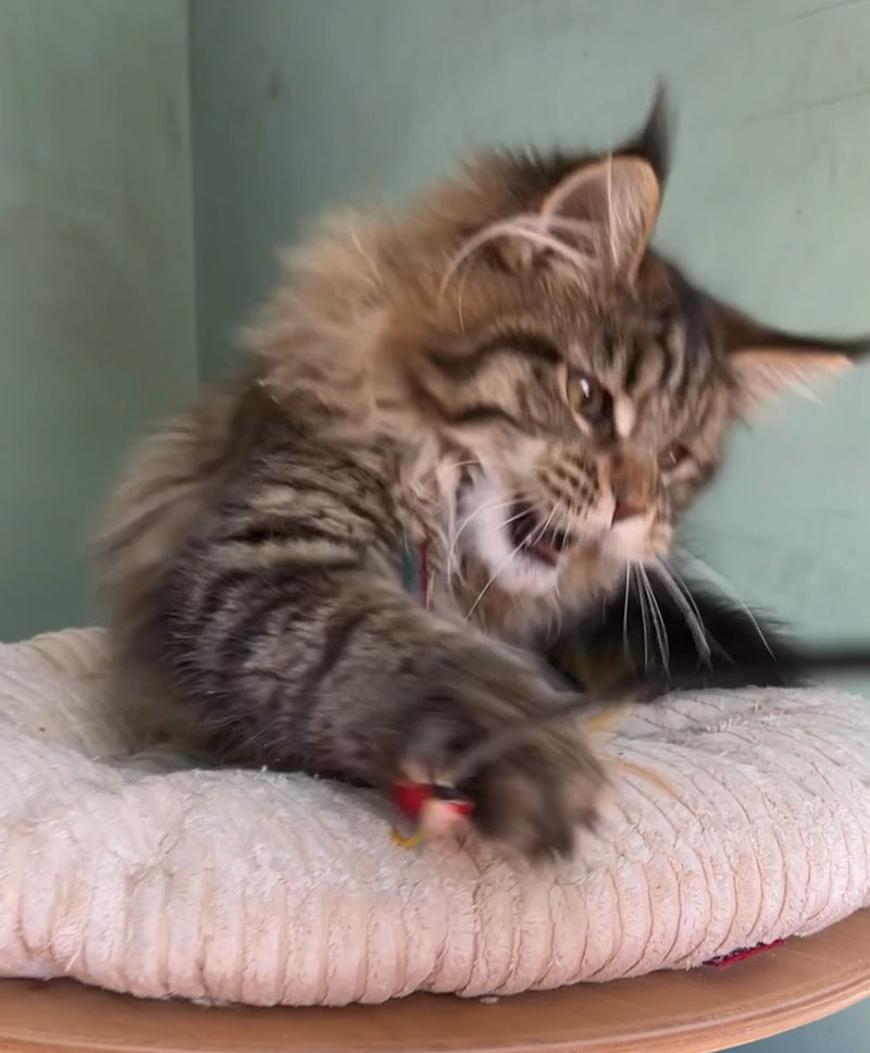 Yolla Maine Coon female, black spotted tabby