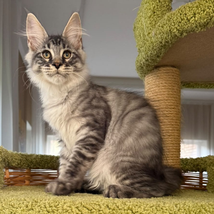 Harrik Maine Coon male, black silver tabby