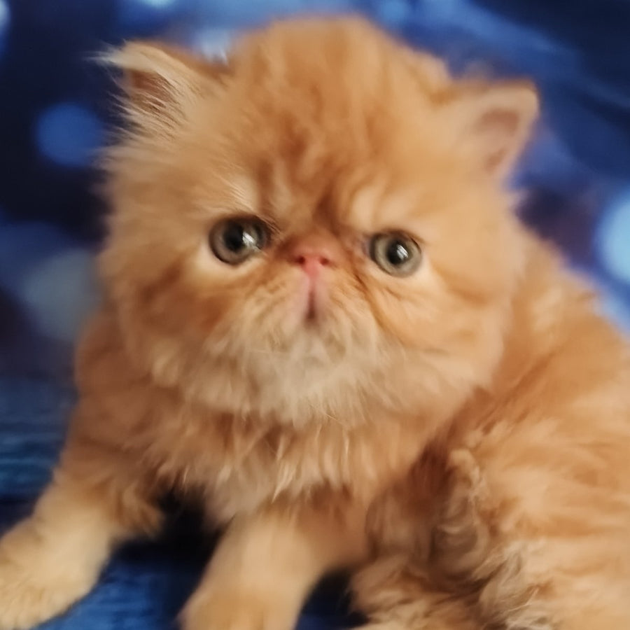 Simona Persian female, red tabby