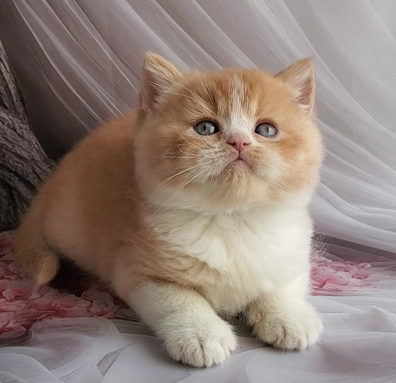 Unique British Shorthair male red bicolour - live animals