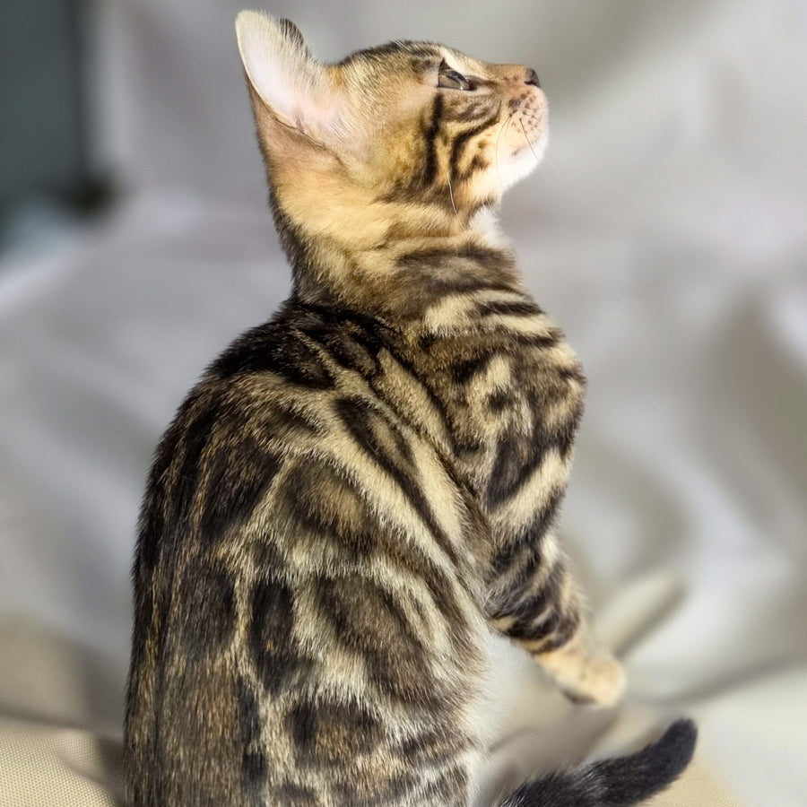 Maui Bengal male, black spotted tabby