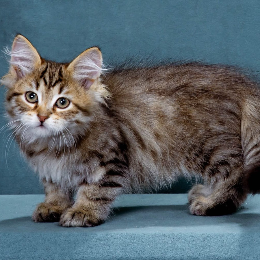 Korzhik Siberian male, black spotted tabby