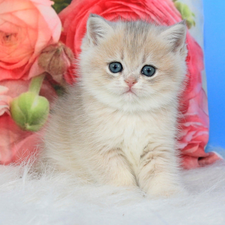 Ulyana British Shorthair female, blue golden shaded