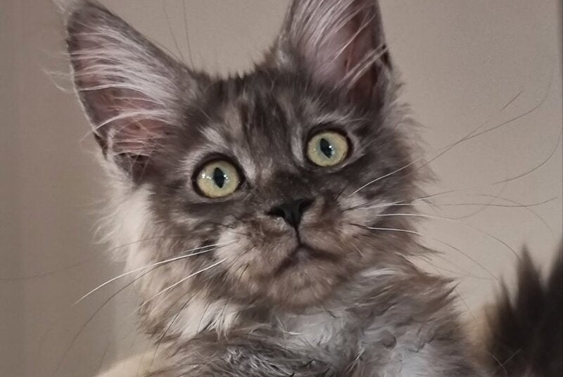 Cassia Maine Coon female black silver - live animals