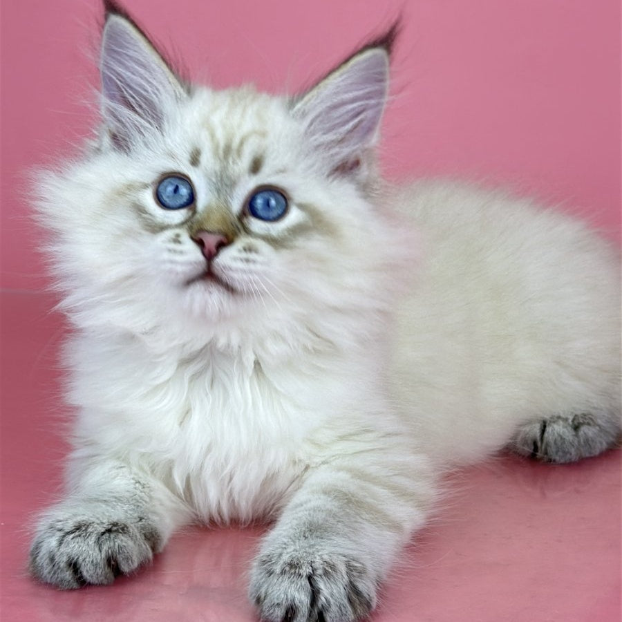 Bastian Siberian male, black tabby pointed bicolour