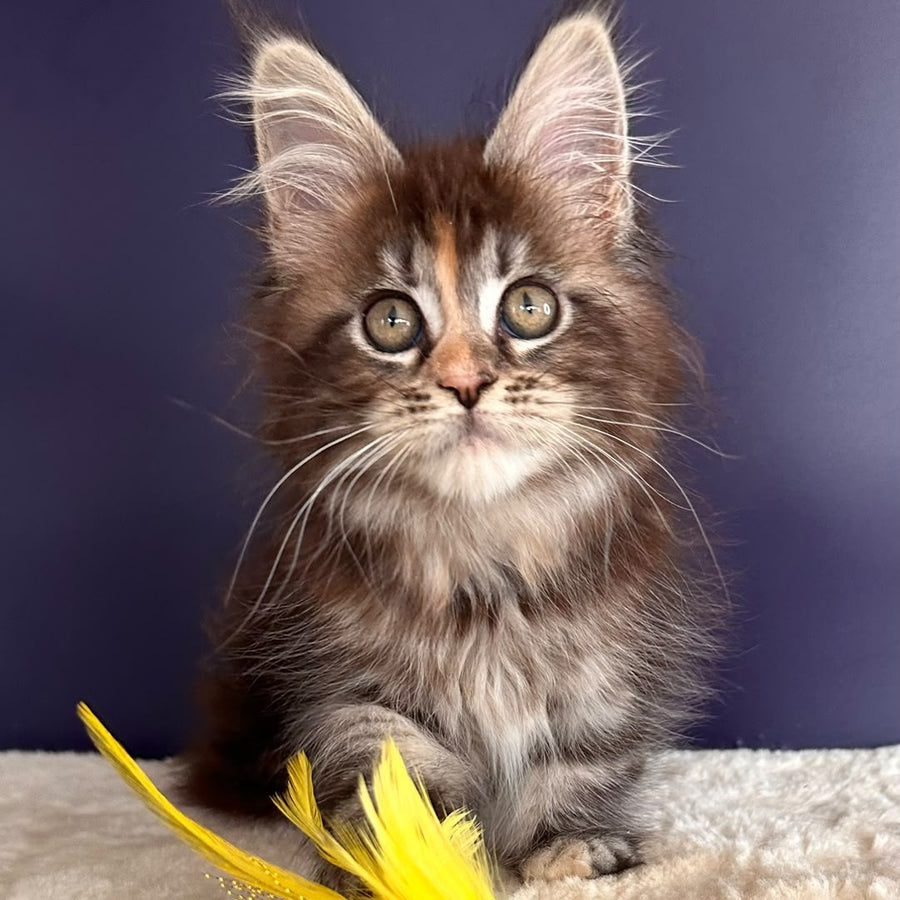 X-Lady Maine Coon female, black tortie silver tabby