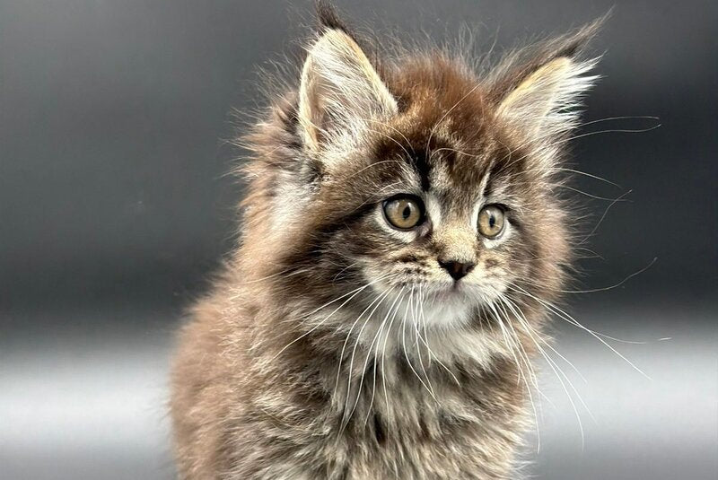 Rena Maine Coon polydactyl female black spotted tabby - live animals