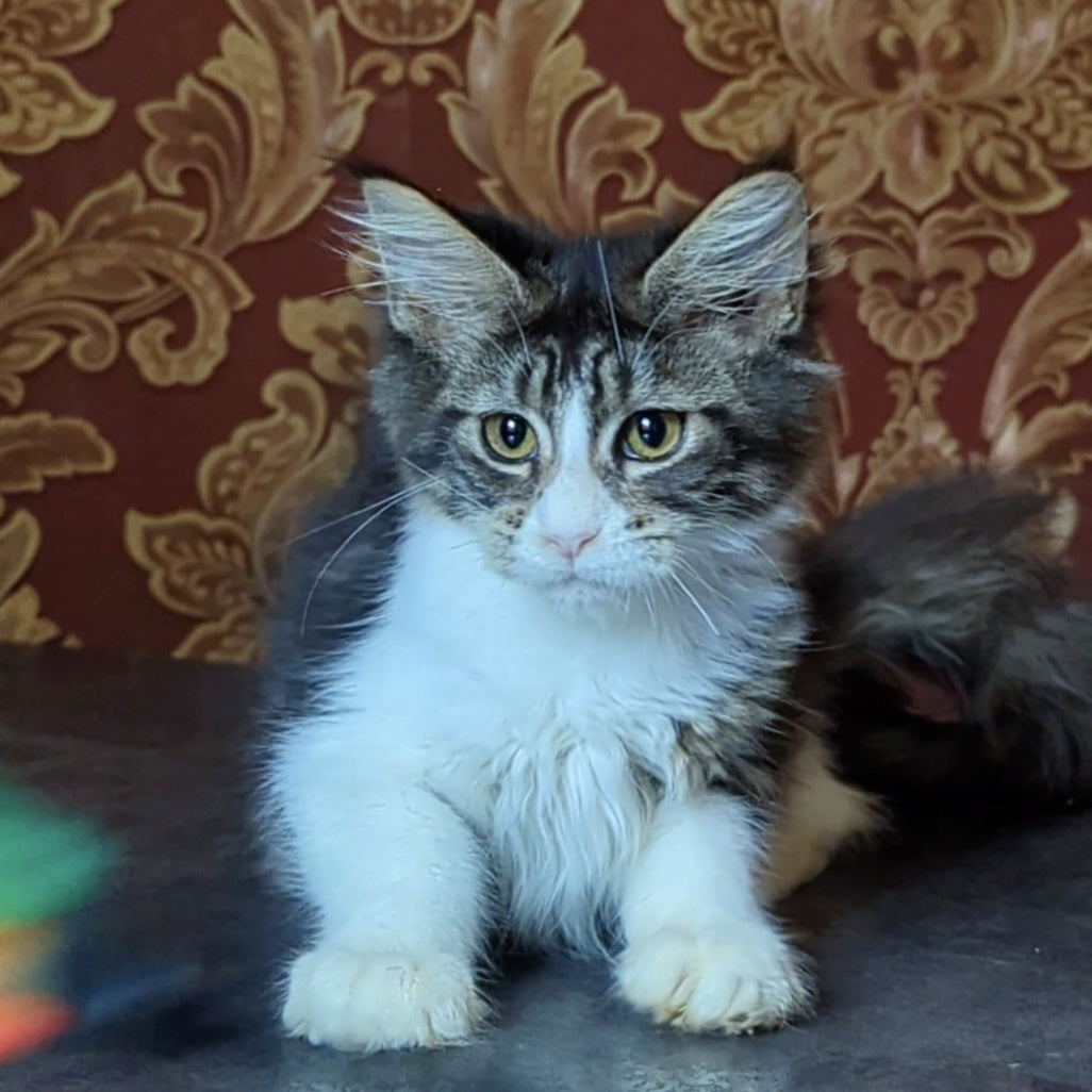 Holika Maine Coon female, black tabby with white
