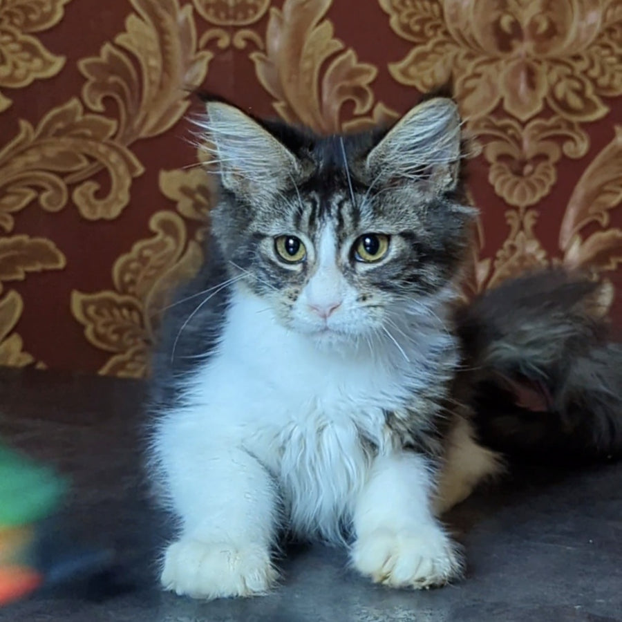 Holika Maine Coon female, black tabby with white
