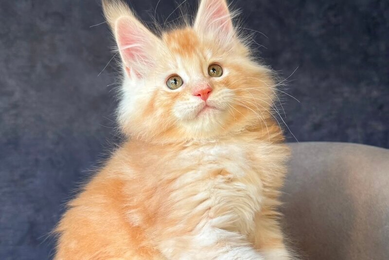 Han-Solo Maine Coon male, red silver ticked tabby