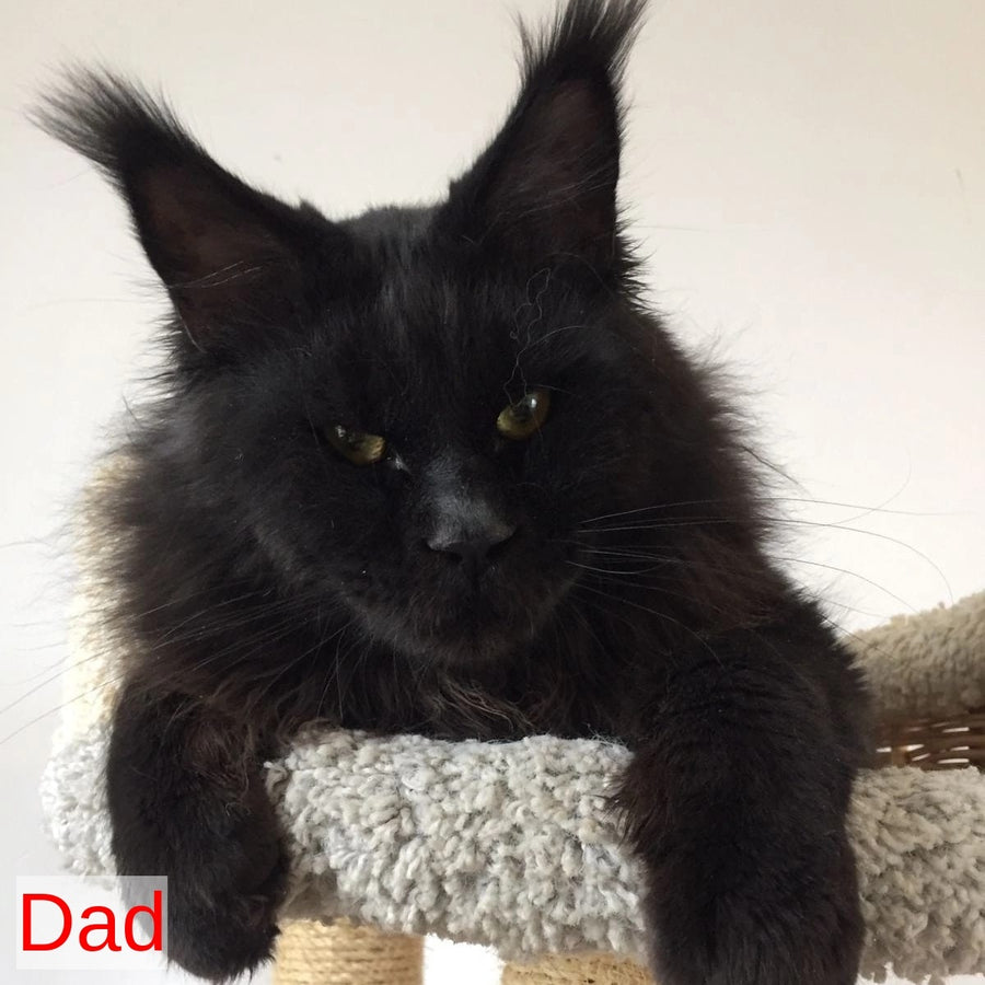 Potap Maine Coon male, black