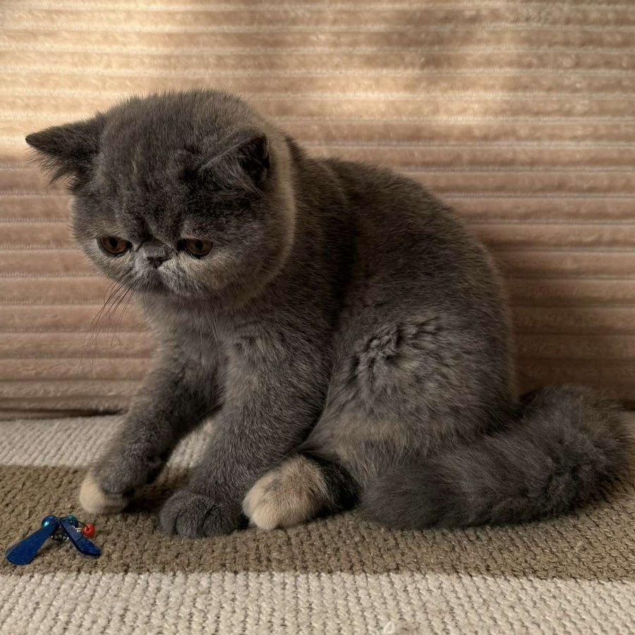Koko Chanel Exotic female, blue tortie