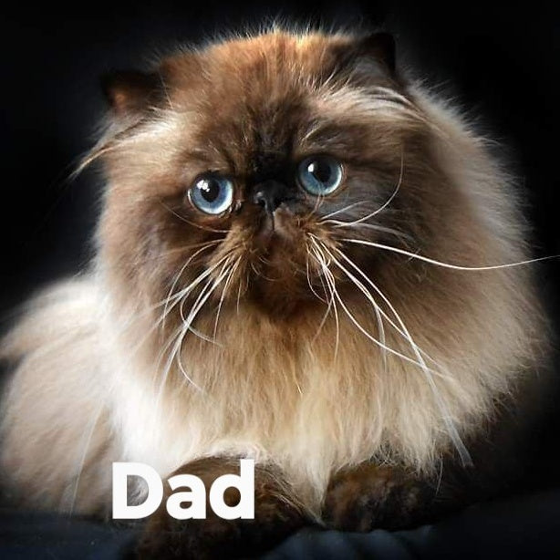Hogan Persian male, blue tabby pointed