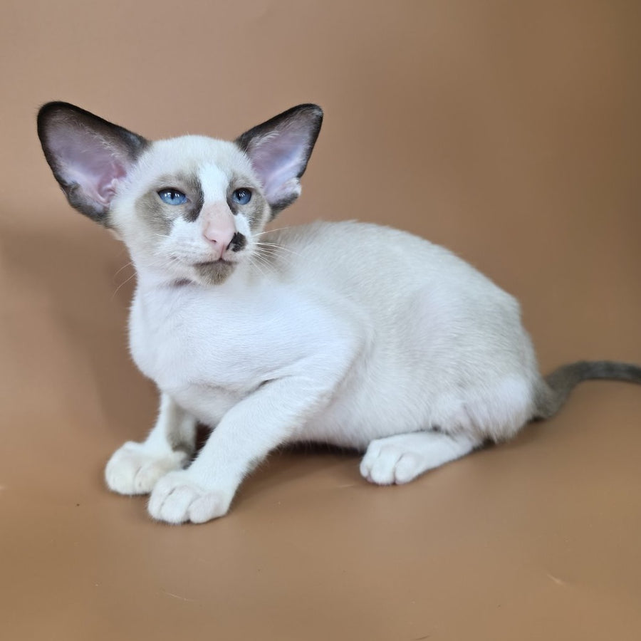 Ivory Siamese female, black bicolour