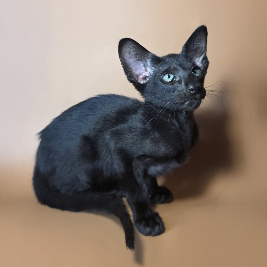 Lupin Siamese male, black