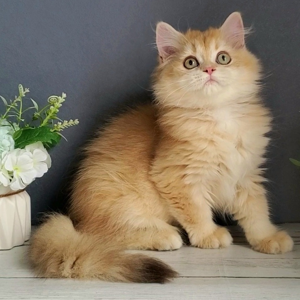 Biskvit British Longhair male, chocolate golden chinchilla
