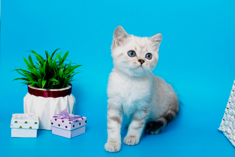 Norvis British Shorthair male, black tabby pointed