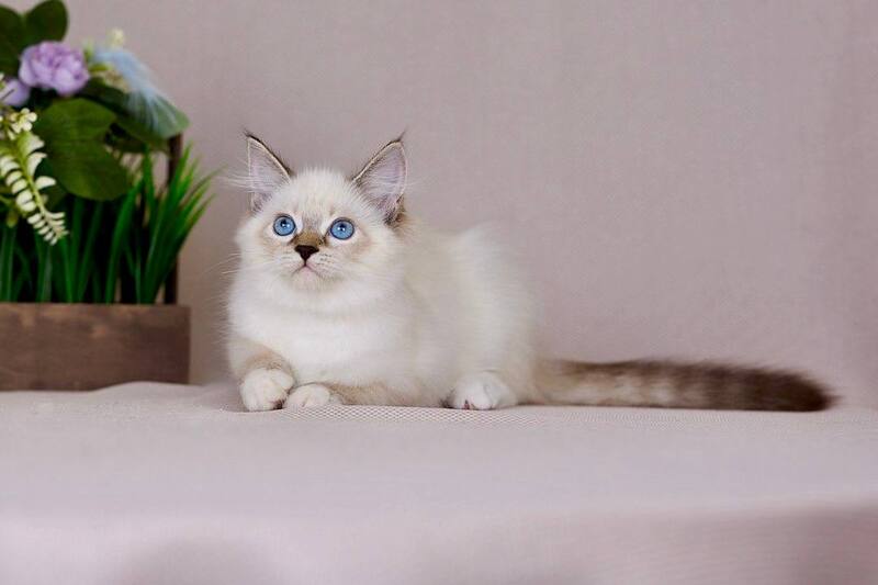 Galaxy Siberian female blue with white tabby pointed - live animals