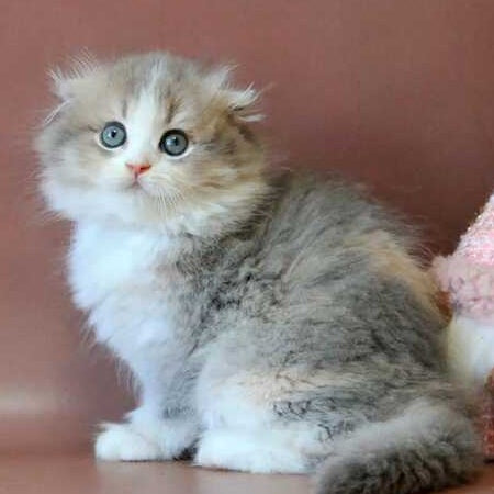 Freya Scottish Fold female, blue tortie golden shaded bicolour