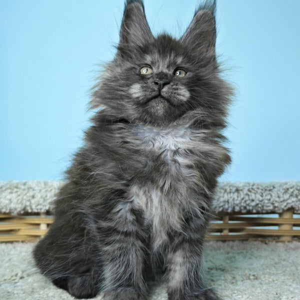 Harry Maine Coon male, black silver