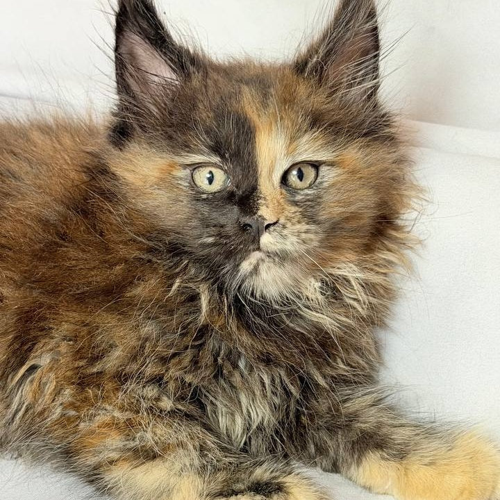 Magnolia Maine Coon female, black tortie