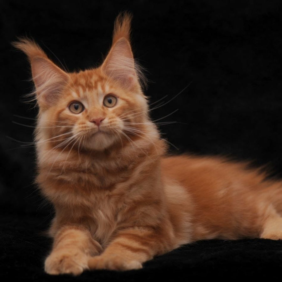 Rony Maine Coon male, red