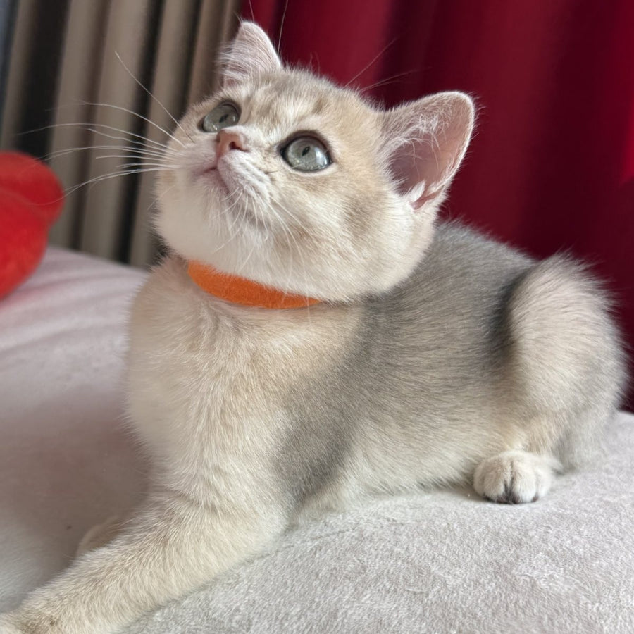 Elpako Scottish Straight male, blue golden shaded