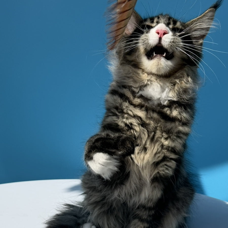 Kira’s Maine Coon polydactyl 6x6x6x6 male, black spotted tabby bicolour