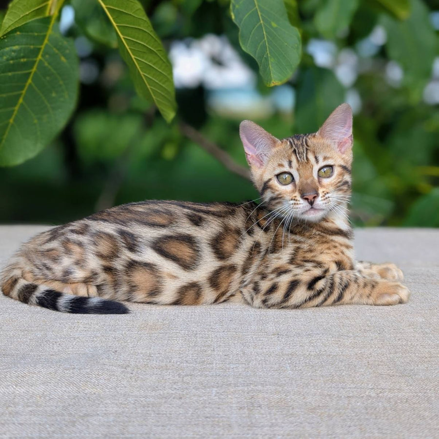 Zuri Bengal female, black spotted tabby