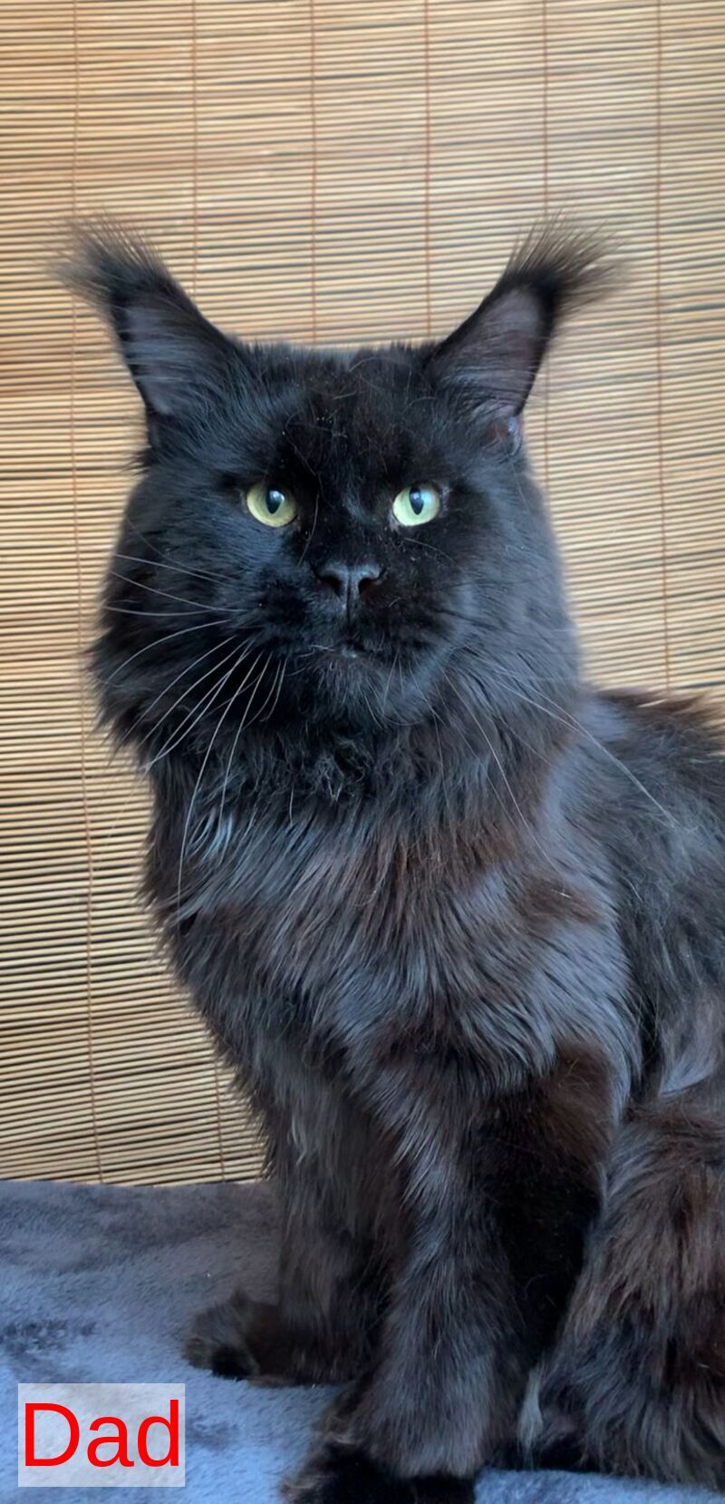 Lorelei Maine Coon female black tabby live animals