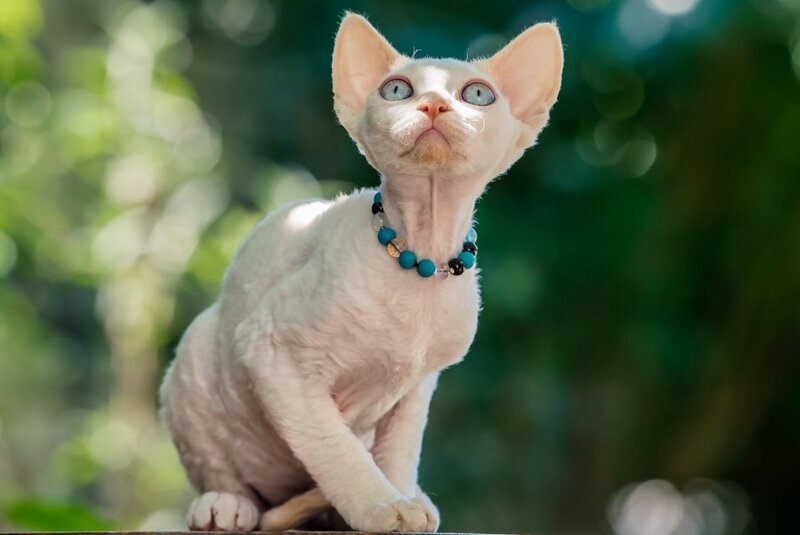 Ice Cream Devon Rex male red pointed - live animals