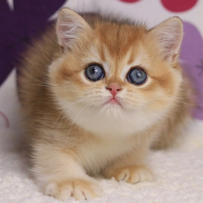 Aurora British Shorthair female, black golden chinchilla