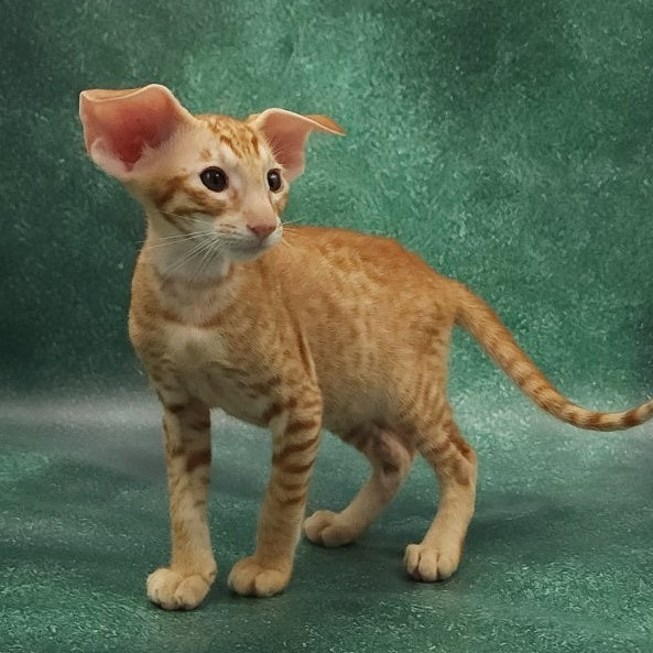 Zachary Oriental Shorthair male, red spotted tabby