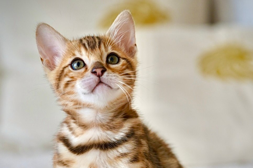Jazzy Bengal male, black spotted tabby
