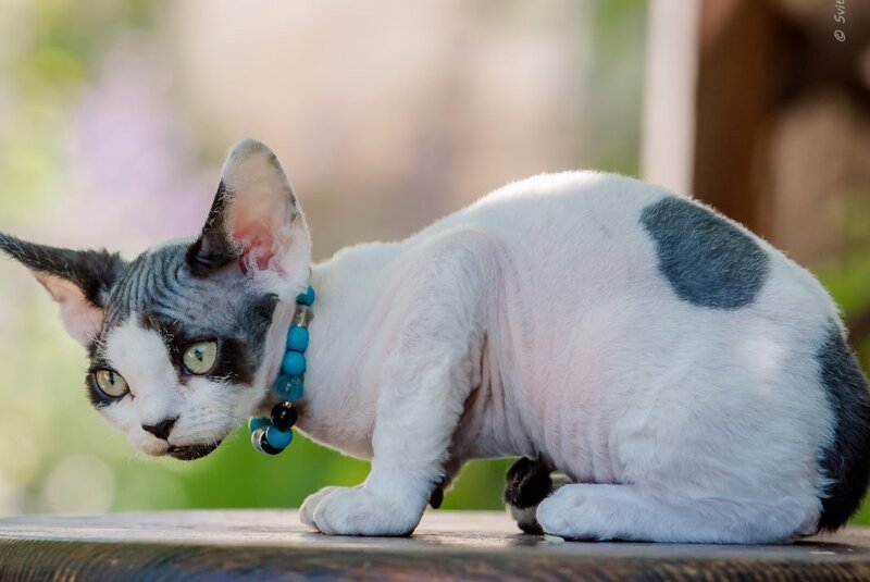 Luke Devon Rex male, black harlequin