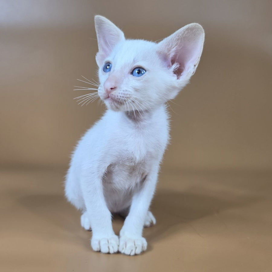 Draco Siamese male, red